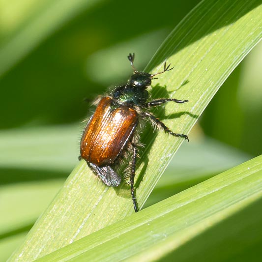 Phyllopertha horticola (Garden Chafer).jpg